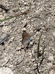 Lycaena cupreus
