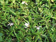 Lobelia chinensis