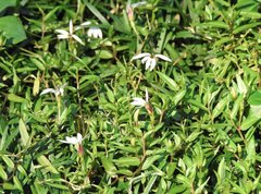 Lobelia chinensis
