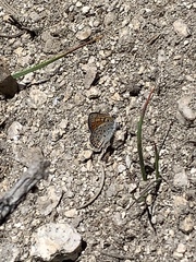 Lycaena cupreus