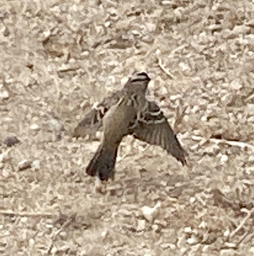 iNaturalist observation photo of White-crowned Sparrow