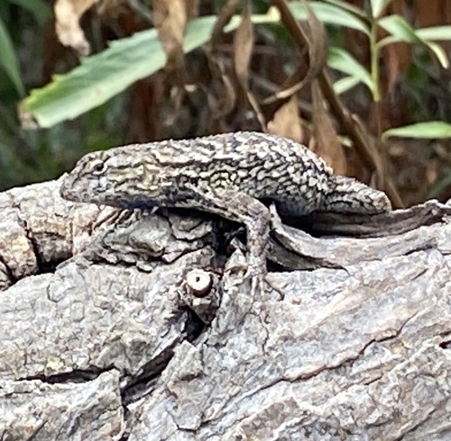iNaturalist observation photo of Western Fence Lizard