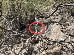 Cophosaurus texanus scitulus