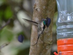 Loddigesia mirabilis