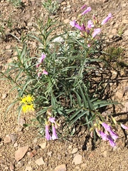 Penstemon lyallii