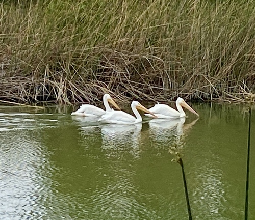 iNaturalist observation photo of American White Pelican