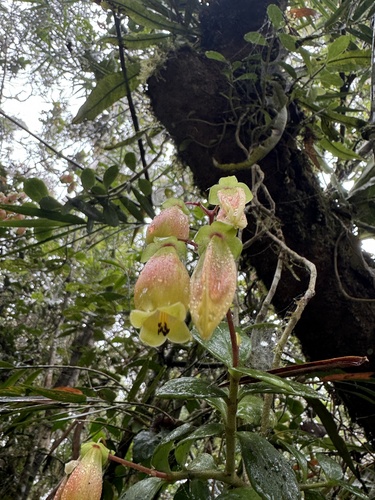Kalanchoe porphyrocalyx, photograph 5