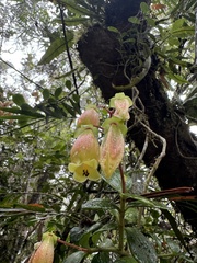 (c) chrisdt, some rights reserved (CC BY) Kalanchoe porphyrocalyx, photograph (c) chrisdt, some rights reserved (CC BY)