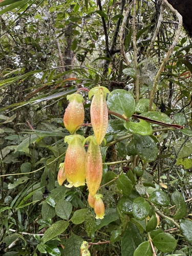 Kalanchoe porphyrocalyx, photograph 6