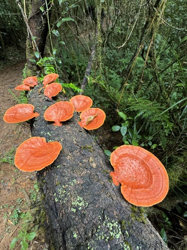 Cinnabar Bracket (Trametes sanguinea)