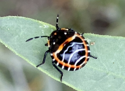 iNaturalist observation photo of Harlequin Bug