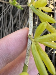 Batis maritima image