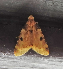 Aglossa costiferalis