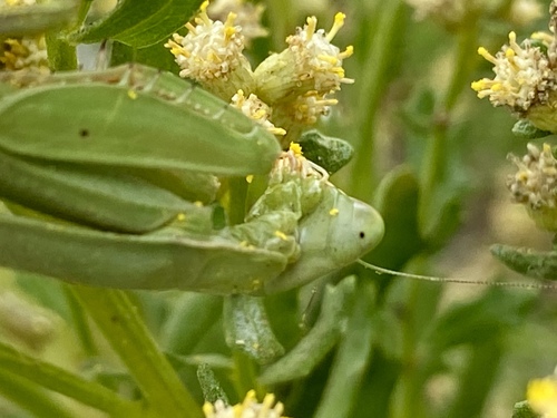 iNaturalist observation photo of Arizona Mantis