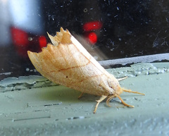 Drepana bilineata