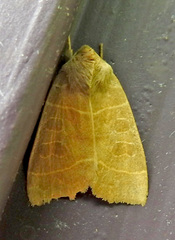 Ipimorpha pleonectusa