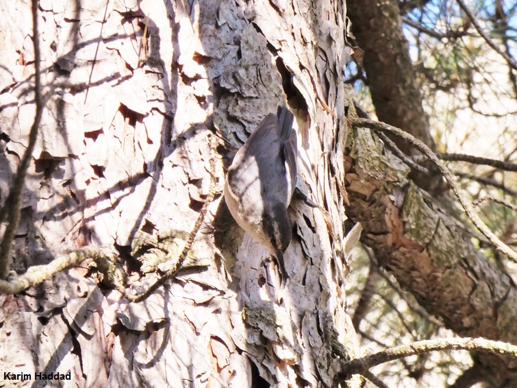 Corsican Nuthatch illustration