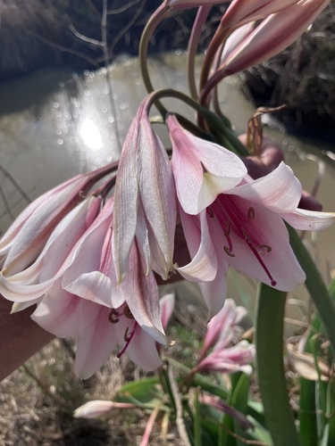 Image of Crinum bulbispermum by no rights reserved