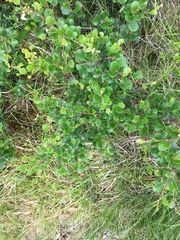 Betula nana