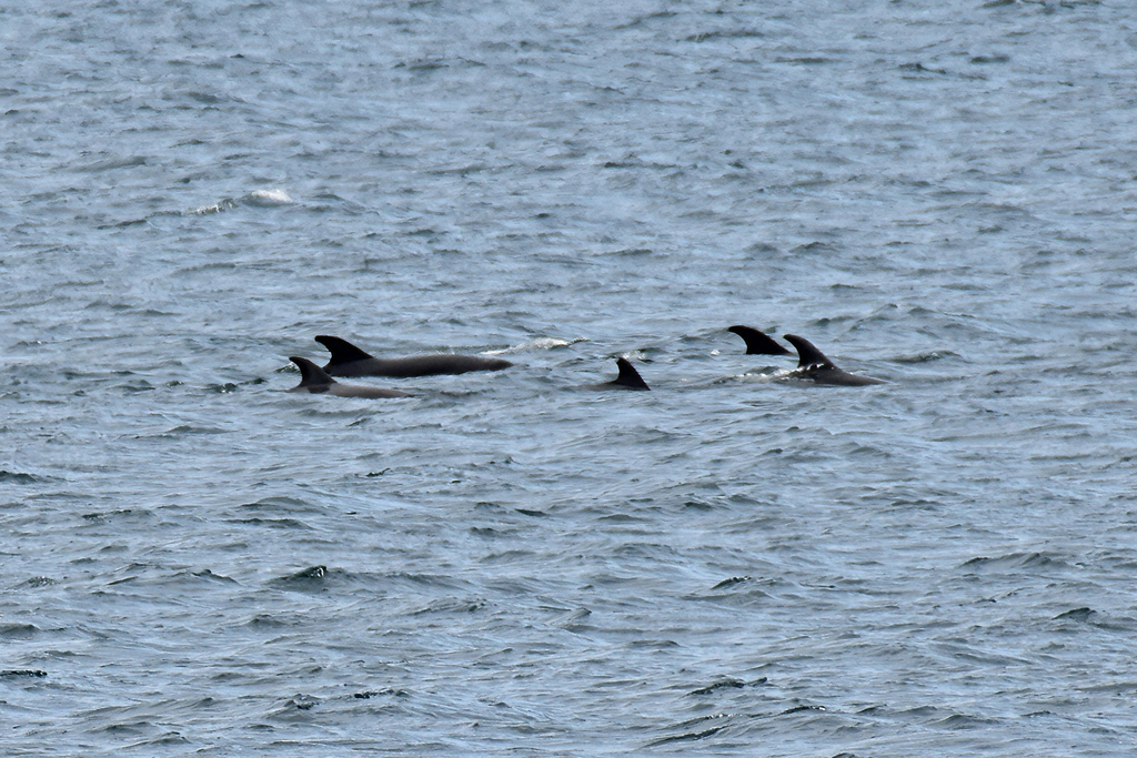 Tursiops truncatus<br>26 September, 2024