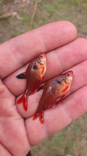 Blood characin (Hyphessobrycon eques) — Characidae — 3