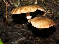 Armillaria novae-zelandiae