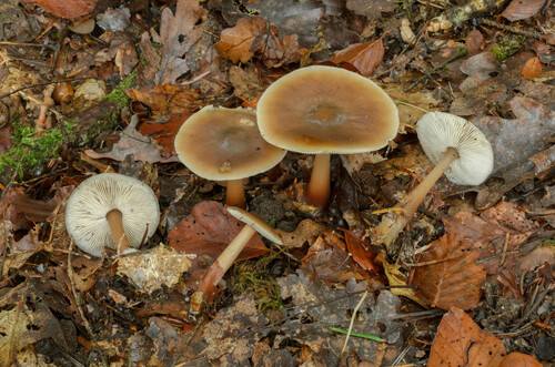 Rhodocollybia asema