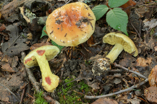 Calonarius odorifer