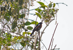 Diglossa brunneiventris