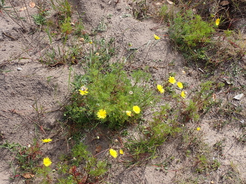 Image of Ursinia anethoides by (c) Nicola van Berkel, some rights reserved (CC BY-SA)