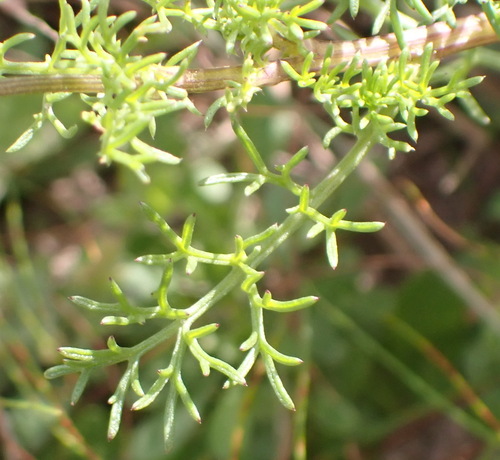 Image of Ursinia anethoides by (c) Nicola van Berkel, some rights reserved (CC BY-SA)