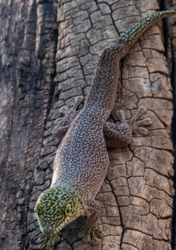 Banded Day Gecko