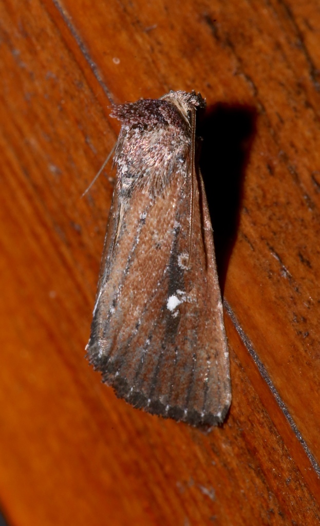 White-dotted Groundling