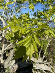 Sapindus saponaria var. saponaria image