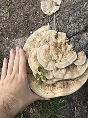 Vanderbylia robiniophila