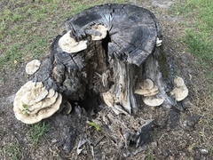 Vanderbylia robiniophila