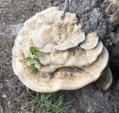 Vanderbylia robiniophila