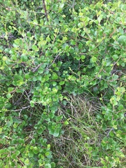 Betula nana