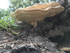 Vanderbylia robiniophila