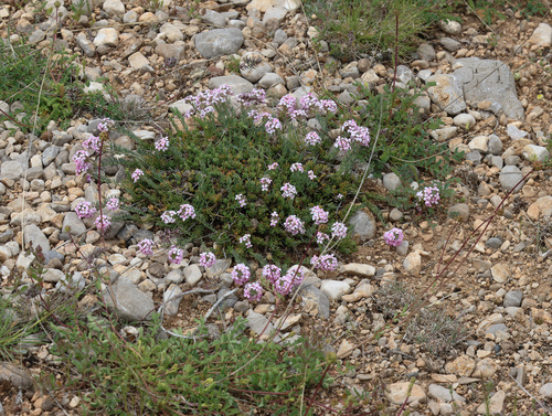 Aethionema armenum, photograph 1