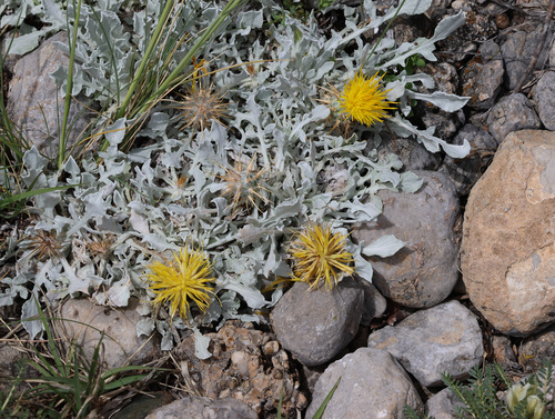 Centaurea chrysantha, photograph 1