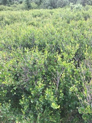 Betula nana