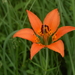 Lilium philadelphicum - Photo (c) John Boldt,  זכויות יוצרים חלקיות (CC BY-NC)