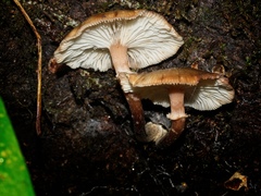 Armillaria novae-zelandiae