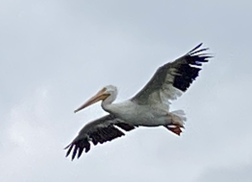 iNaturalist observation photo of American White Pelican