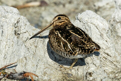 Puna Snipe photo 2