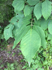 Fraxinus biltmoreana