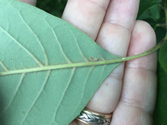 Fraxinus biltmoreana