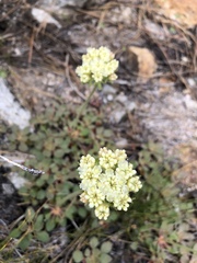 Oligogonum