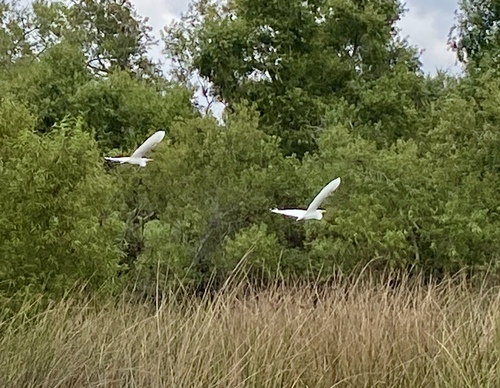 iNaturalist observation photo of Great Egret